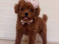 Teacup Kore poodle bebekler 