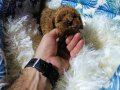 Teacup Kore poodle bebekler 