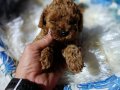 Teacup Kore poodle bebekler 
