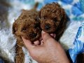Teacup Kore poodle bebekler 