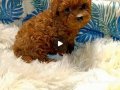 Teacup Kore poodle bebekler 