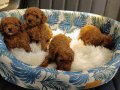 Teacup Kore poodle bebekler 