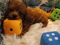 Teacup Kore poodle bebekler 