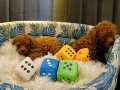 Teacup Kore poodle bebekler 