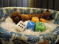 Teacup Kore poodle bebekler 