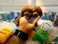 Teacup Kore poodle bebekler 