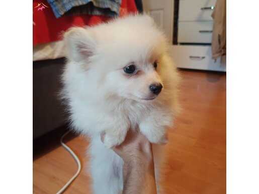 Pamuk beyazı pomeranian dişi yavru