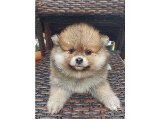 2 aylık sevimli pomeranian dişi ve erkek 