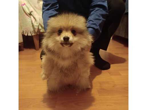 3 aylık sevimli kahverengi dişiler yeni yuvalarını bekliyor