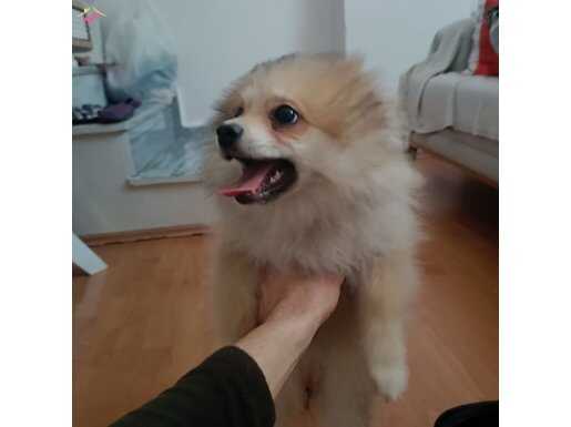 Son kalan sevimli dişi yavru uygun fiyattan verilevektir