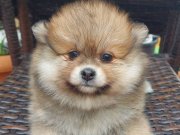 2 aylık sevimli pomeranian dişi ve erkek 