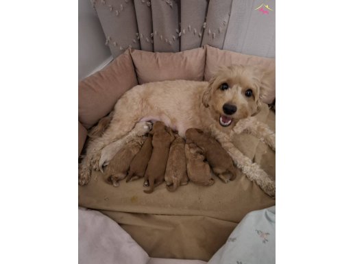 Fırsat Yavruları Bebek Yüzlü Maltipoo Evde Büyüyen