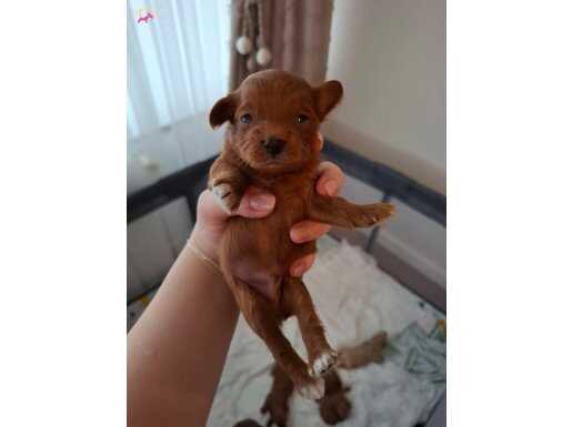 Poodle Kalitesinde Teacup Maltipoo Bebekler