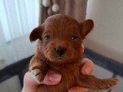 Poodle Kalitesinde Teacup Maltipoo Bebekler
