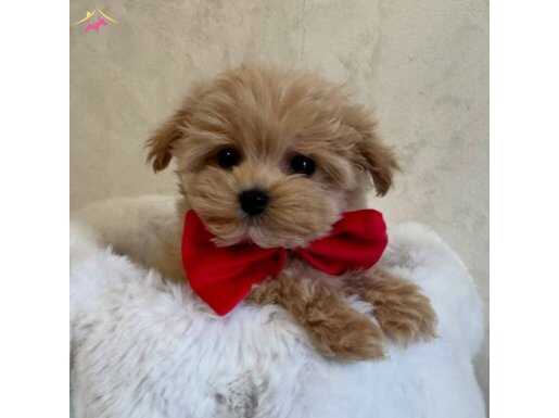 SAFKAN IRK GARANTİLİ MALTİPOO YAVRULARI MEVCUT 