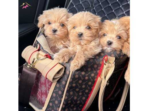 SAFKAN IRK GARANTİLİ MALTİPOO YAVRULARI