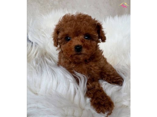 SAFKAN IRK GARANTİLİ MİNYATÜR POODLE YAVRULARI MEVCUT