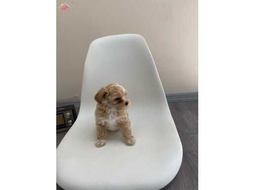 SAFKAN MALTİPOO YAVRULARI MEVCUT