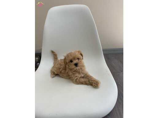 EVİNİZİN YENİ BEBEĞİ MALTİPOO YAVRULARI MEVCUT