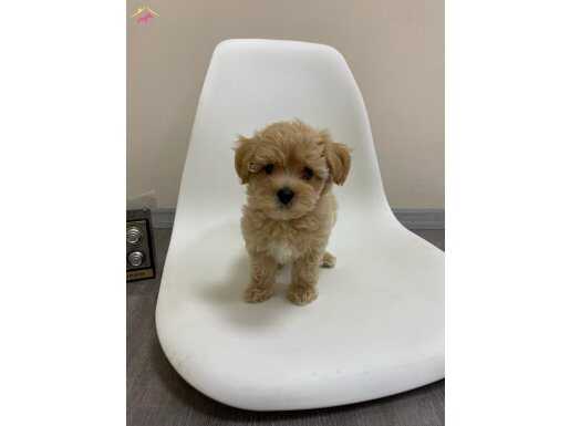 EVİNİZİN BEBEĞİ MALTİPOO YAVRULARI MEVCUT