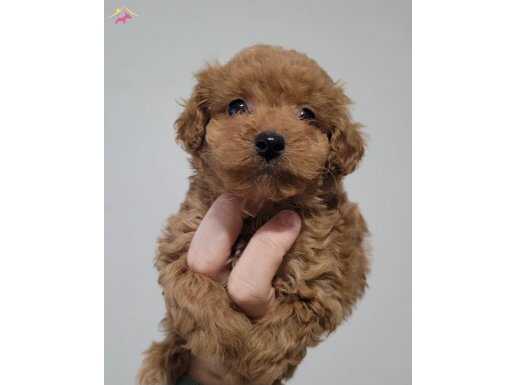 SAFKAN IRK GARANTİLİ TOY POODLE