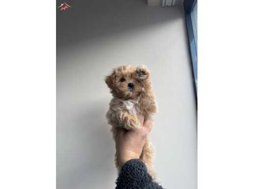 EVİNİZİN BEBEĞİ MALTİPOO YAVRULARI MEVCUT
