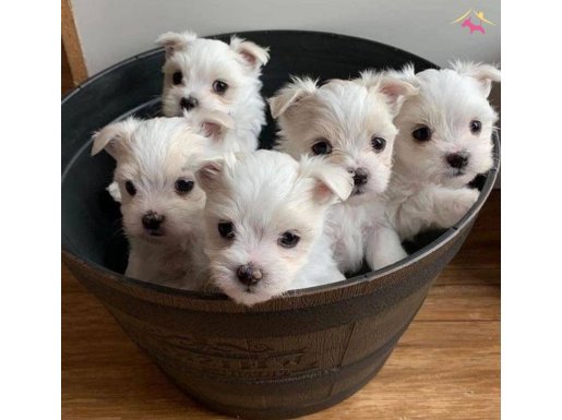 Minik maltese terrier yavrularımız mevcut
