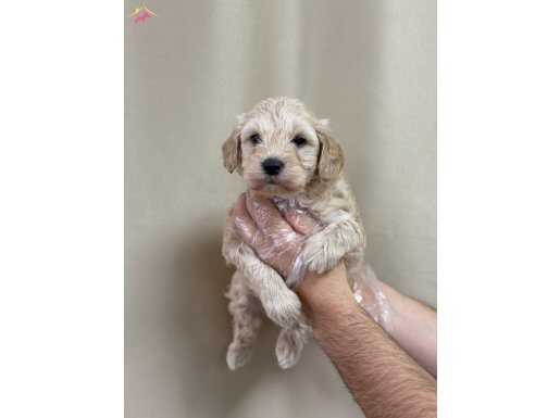 SAFKAN IRK GARANTİLİ MALTİPOO YAVRULARI