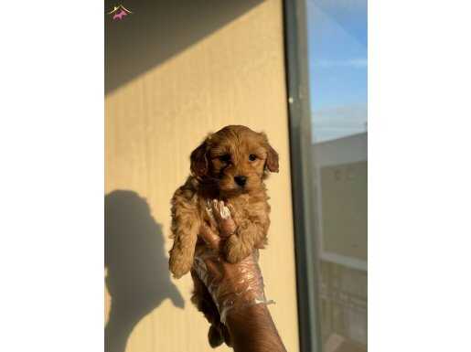 BABY FACE MALTİPOO YAVRULARI