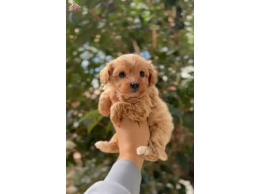 TEACUP MALTİPOO YAVRULARI 