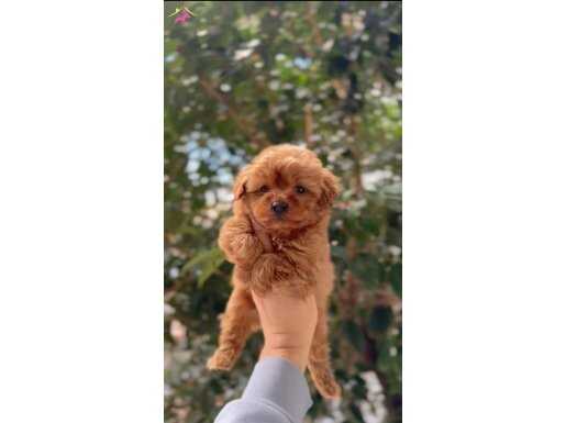 Teacup maltipoo bebekleri