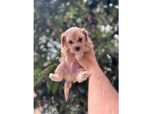 teacup maltipoo yavruları