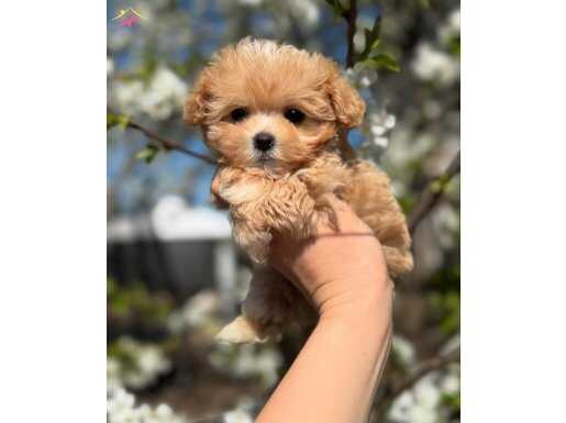 BABY FACE MALTİPOO YAVRULARI MEVCUT