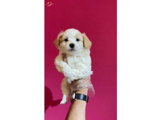 Baby face maltipoo bebekleri