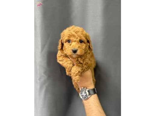 EVİNİZİN BEBEĞİ TOY POODLE YAVRULARI