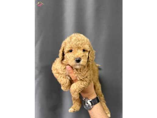 Mini toy poodle yavruları 