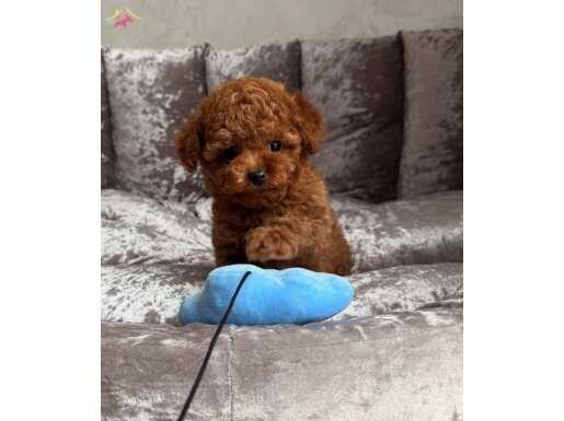 Kore poodle yavruları mevcut