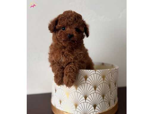 Teacup Poodle yavruları mevcut