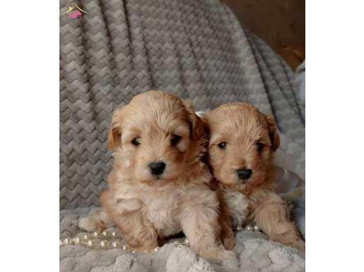 Safkan ırk garantili maltipoo