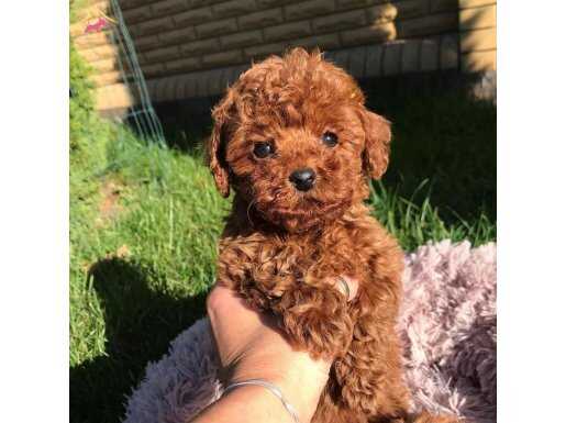MİNİ MİNİ KORE POODLE YAVRULARI