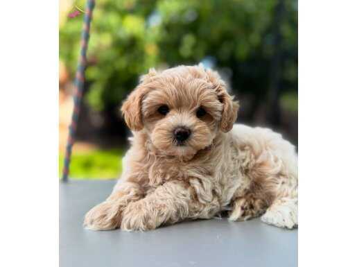 Baby face maltipoo yavruları mevcut kısa bacak