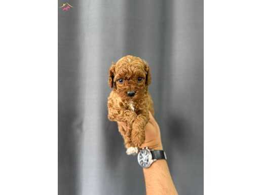 SAFKAN IRK GARANTİLİ POODLE