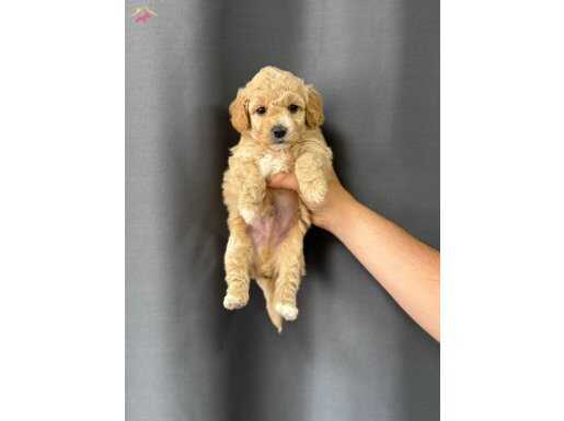 Evinizin bebeii maltipoo yavruları mevcut