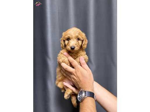 EVİNİZİN MİNİK BEBEĞİ MALTİPOO YAVRULARI