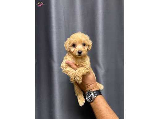 SAFKAN IRK GARANTİLİ MALTİPOO BEBEKLER