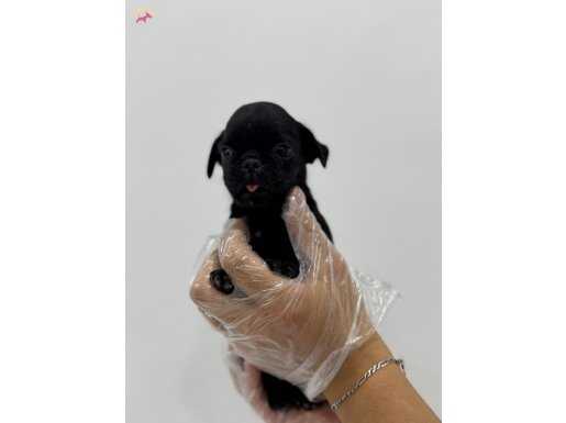 MİNİ MİNİ PUG YAVRULARI