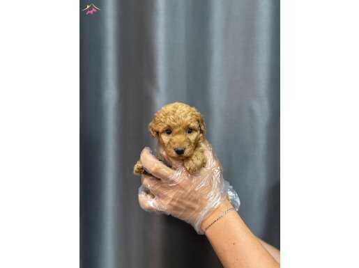 MALTİPOO BEBEKLERİ