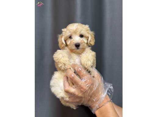 Mini maltipoo bebekler