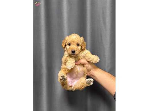 Bebek maltipoo yavruları 