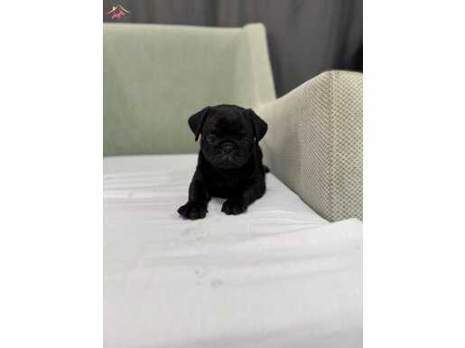 Siyah pug bebek yüz yavrular mevcut